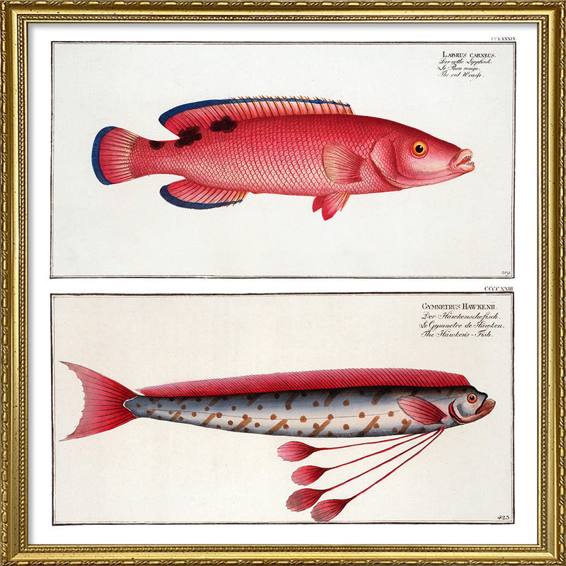 Giant Oarfish and Red Wrasse