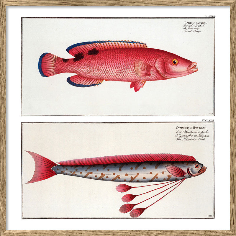 Giant Oarfish and Red Wrasse