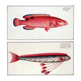 Giant Oarfish and Red Wrasse