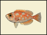 Blotched Bigeye (Priacanthus Carolinus)
