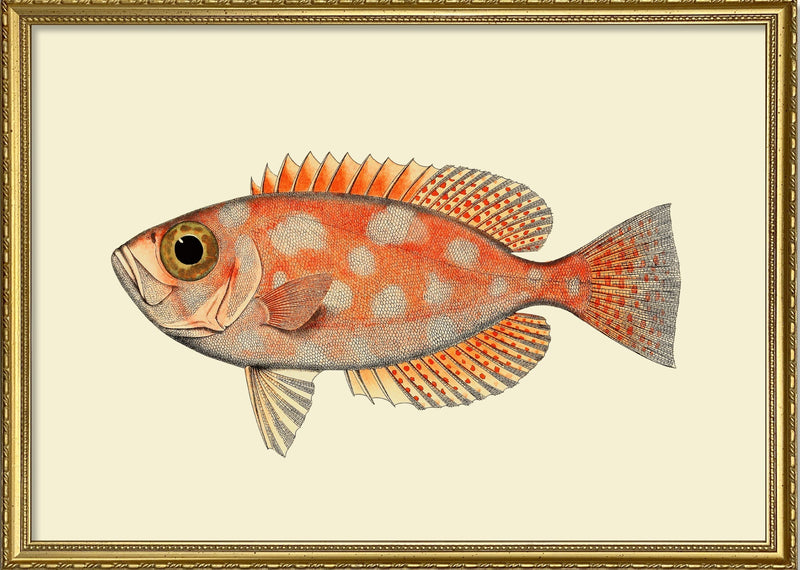Blotched Bigeye (Priacanthus Carolinus)