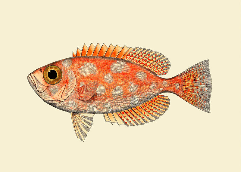 Blotched Bigeye (Priacanthus Carolinus)