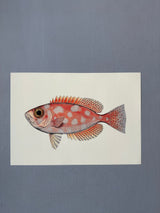 Blotched Bigeye (Priacanthus Carolinus) - Outlet