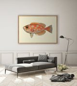 Blotched Bigeye (Priacanthus Carolinus) - Outlet