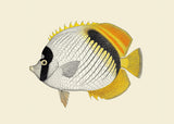 Yellow Fin - Outlet