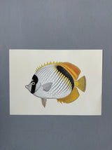 Yellow Fin - Outlet