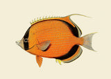 Ninja Fish - Outlet