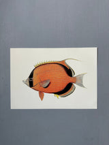 Ninja Fish - Outlet