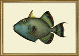 Trigger Fish