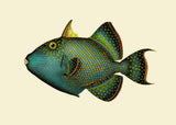 Trigger Fish - Outlet