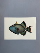 Trigger Fish - Outlet