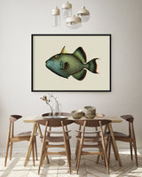 Trigger Fish - Outlet