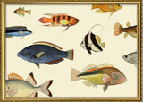 Fishes