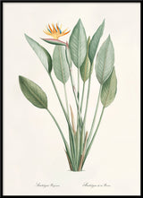 Strelitzia Regina