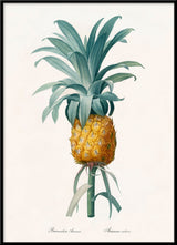 Bromelia Ananas