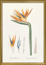 Strelitzia Regina no 2