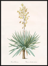 Yucca Gloriosa
