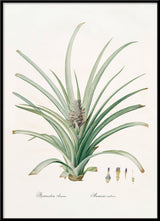 Bromelia Ananas no 2