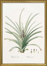 Bromelia Ananas no 2