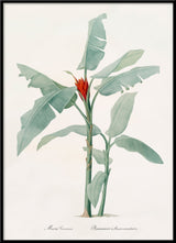 Musa Coccinea