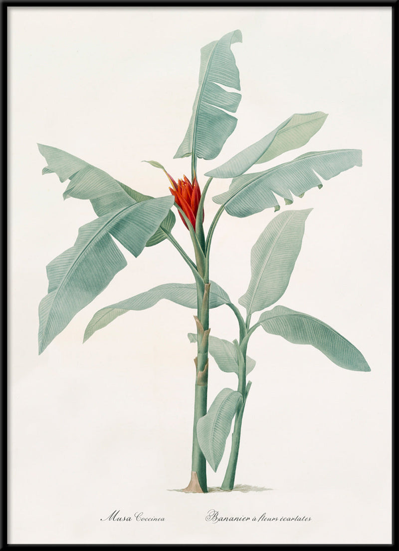 Musa Coccinea