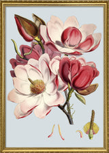 Magnolia Campbellii