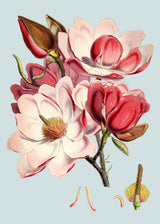 Magnolia Campbellii