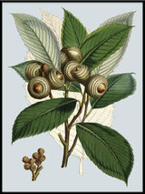 Quercus Lamellosa