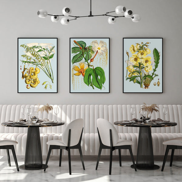 Meconopsis Nepalensis