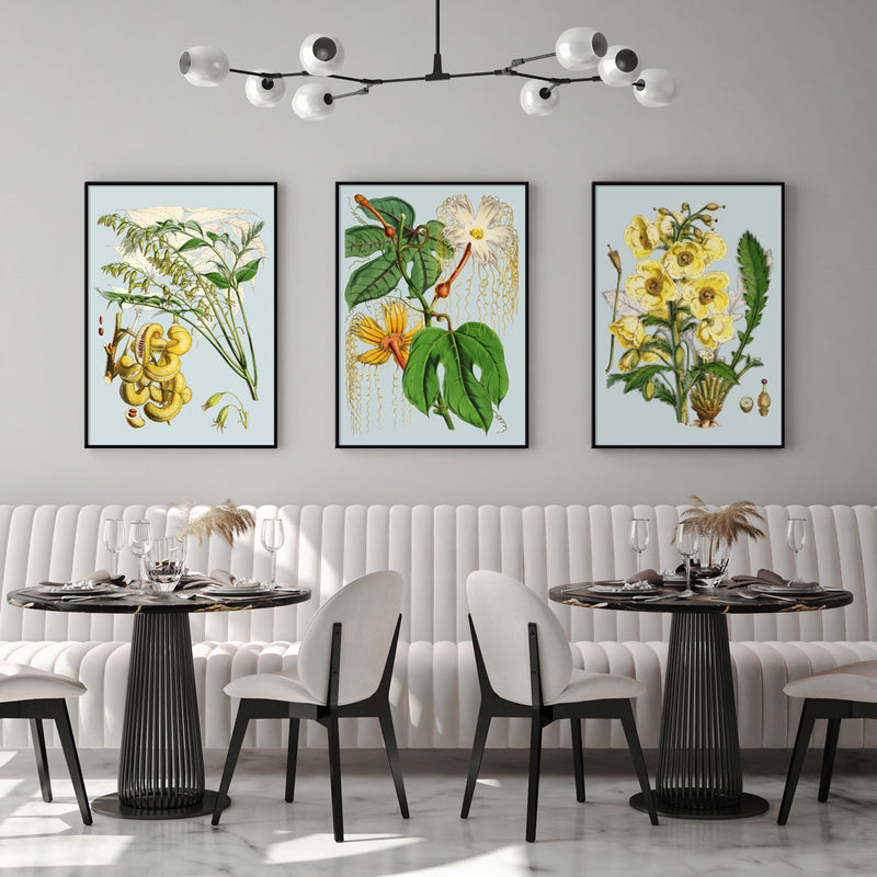 Hodgsonia Heteroclita