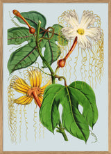 Hodgsonia Heteroclita