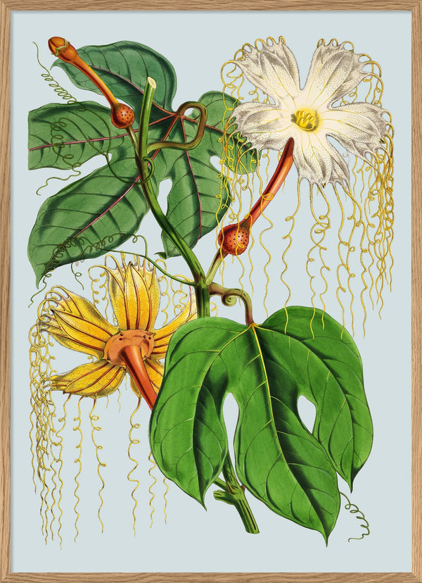 Hodgsonia Heteroclita