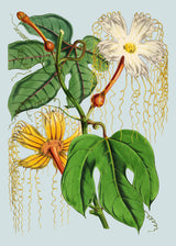 Hodgsonia Heteroclita