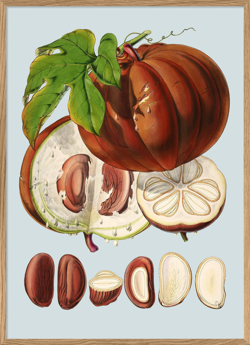 Hodgsonia Heteroclita II