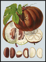 Hodgsonia Heteroclita II