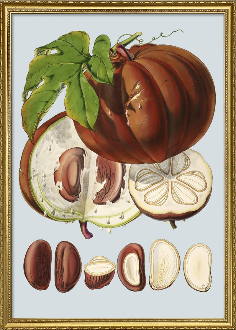 Hodgsonia Heteroclita II