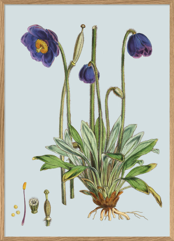 Meconopsis Simplicifolia