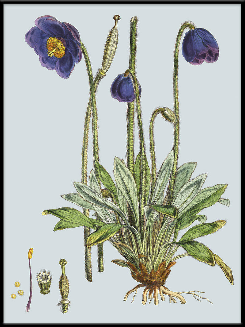 Meconopsis Simplicifolia