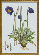 Meconopsis Simplicifolia