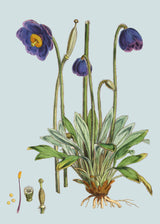 Meconopsis Simplicifolia