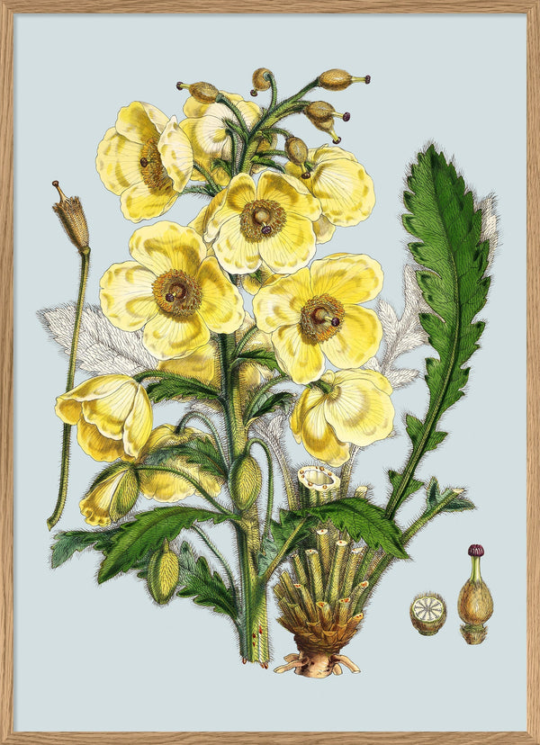 Meconopsis Nepalensis