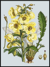 Meconopsis Nepalensis