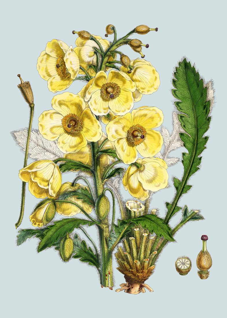 Meconopsis Nepalensis