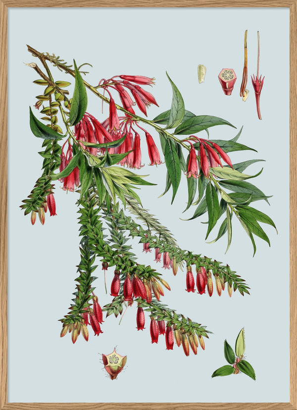 Vaccinium Salignum & Vaccinium Serpens