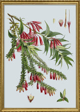 Vaccinium Salignum & Vaccinium Serpens