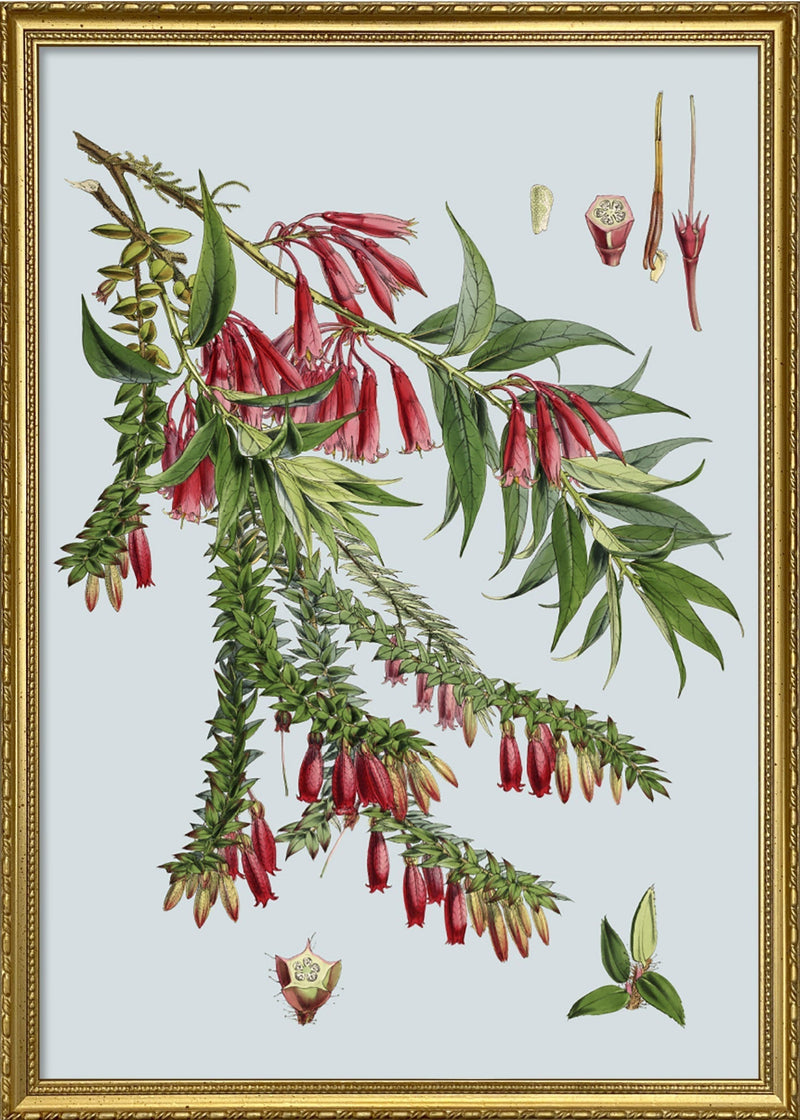 Vaccinium Salignum & Vaccinium Serpens