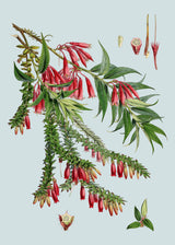 Vaccinium Salignum & Vaccinium Serpens