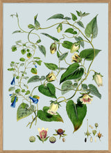 Gracilis, Codonopsis Javanica & Inflata