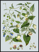 Gracilis, Codonopsis Javanica & Inflata