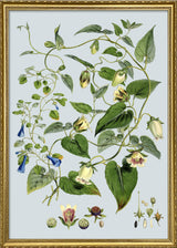 Gracilis, Codonopsis Javanica & Inflata